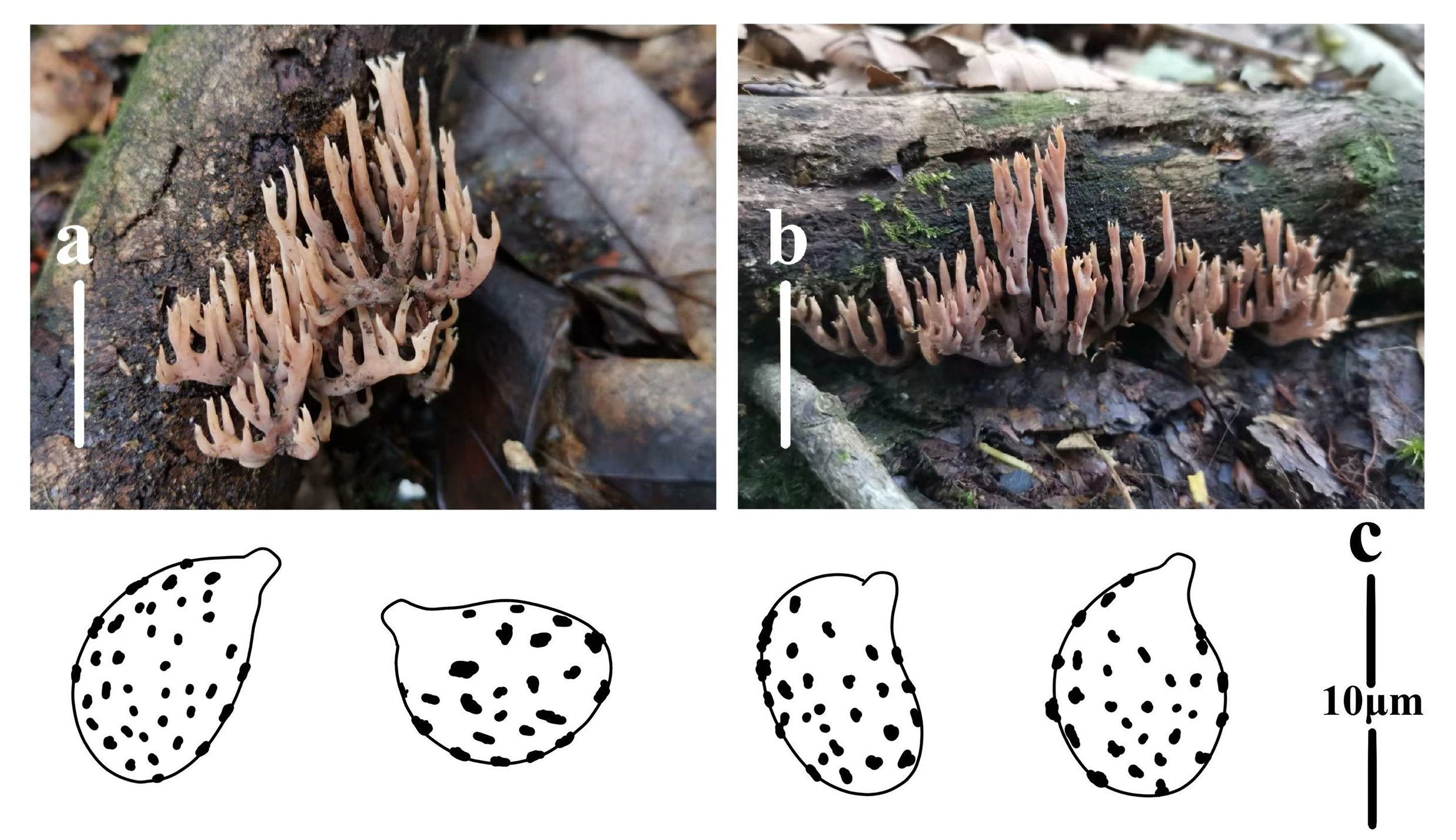 Figure 12